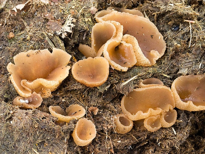 Грибы пецица изменчивая