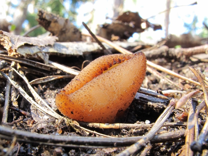 Пецица пузырчатая гриб