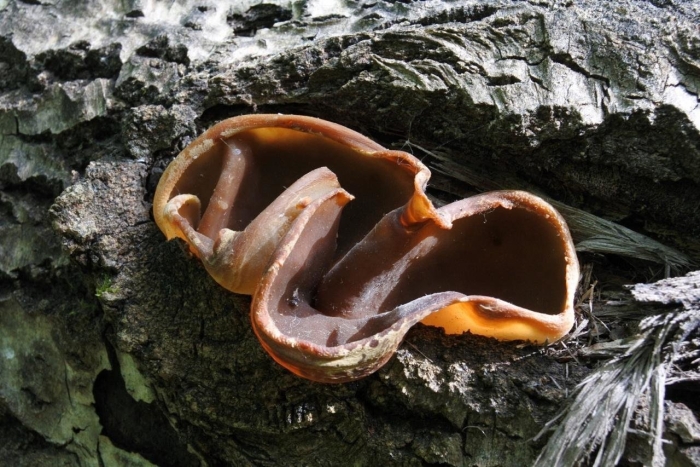 Пецица коричневая гриб