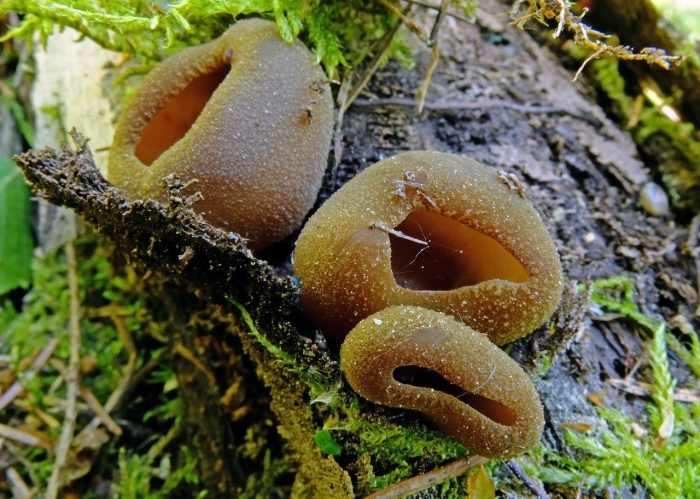 Пецица пузырчатая