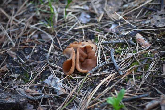 Грибы пецица изменчивая