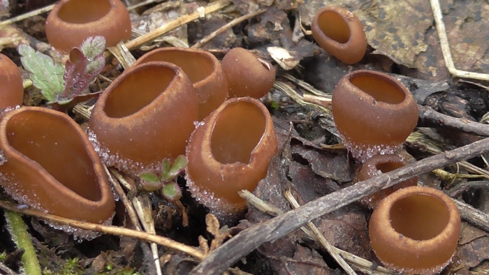 Пецица гриб