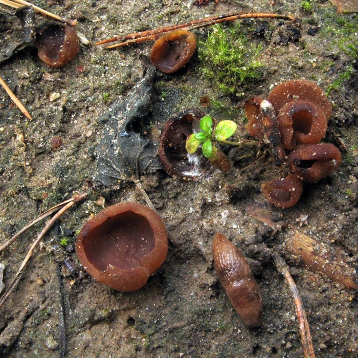 Пецица коричневая (peziza badia