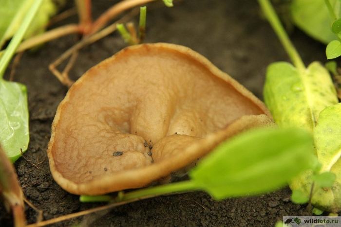 Блюдцевик жилковатый гриб