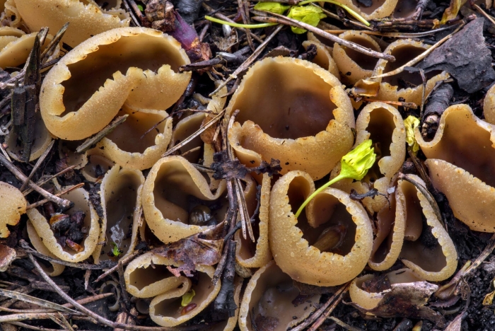 Пецица пузырчатая гриб