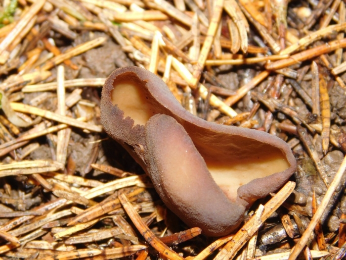 Пецица коричневая (peziza badia