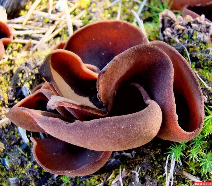 Грибы аскомицеты peziza