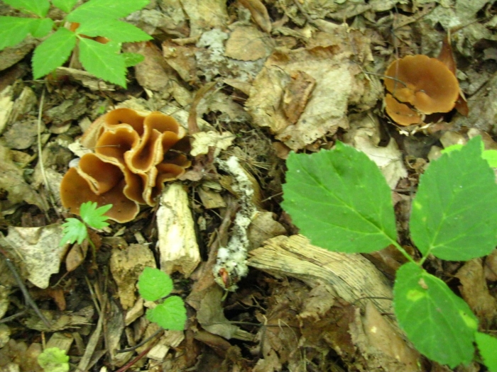 Crepidotus versutus