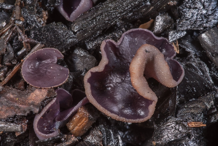 Пецица фиолетовая гриб