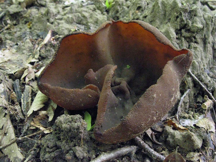 Пецица коричнево каштановая