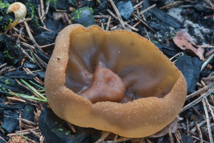 Пецица пузырчатая гриб