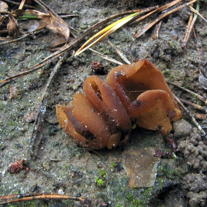 Гриб аурикулярия уховидная