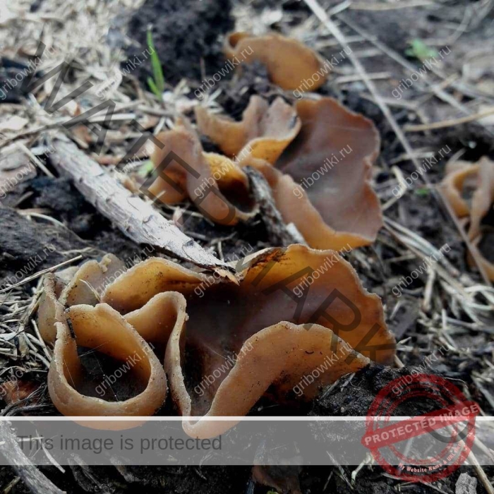 Пецица темно-каштановая (peziza badia)