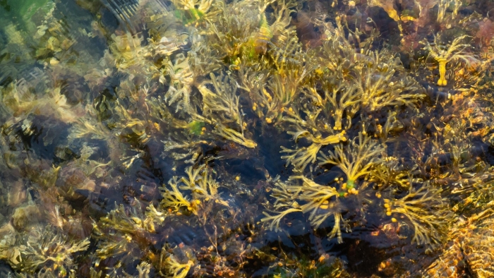 Фукусы морские водоросли