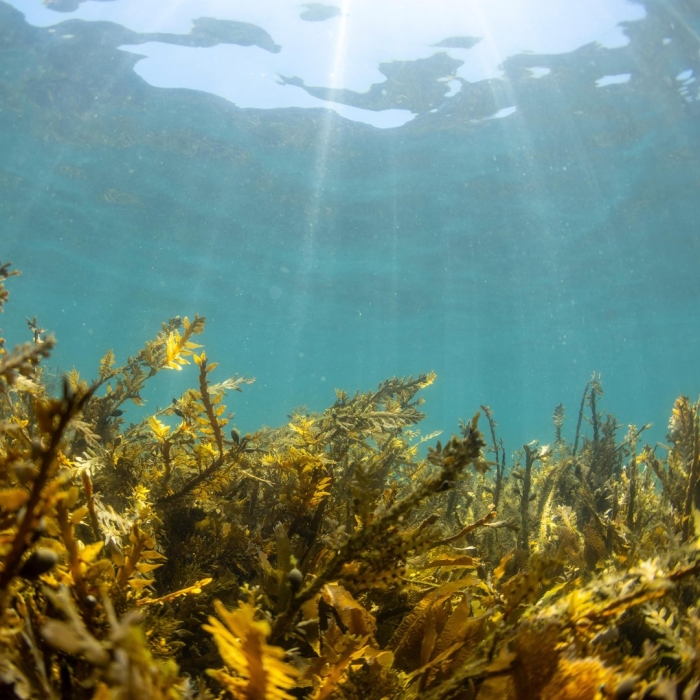 Бурые водоросли ундария