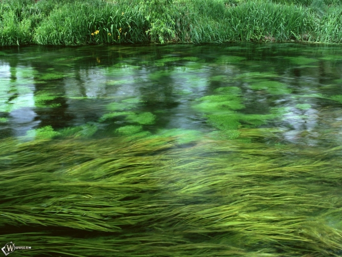Речные водоросли