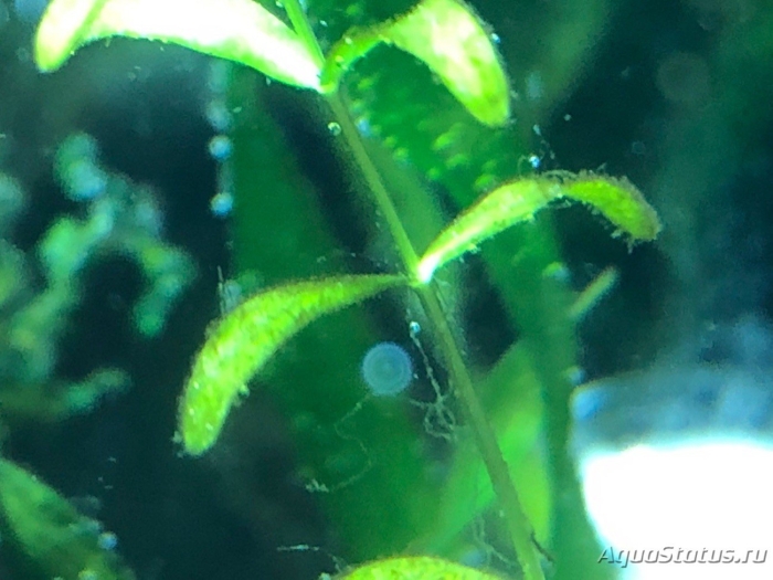 Синезелёные водоросли в аквариуме