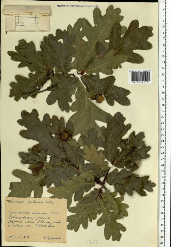 Дуб черешчатый гербарий