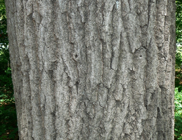 Quercus rubra кора