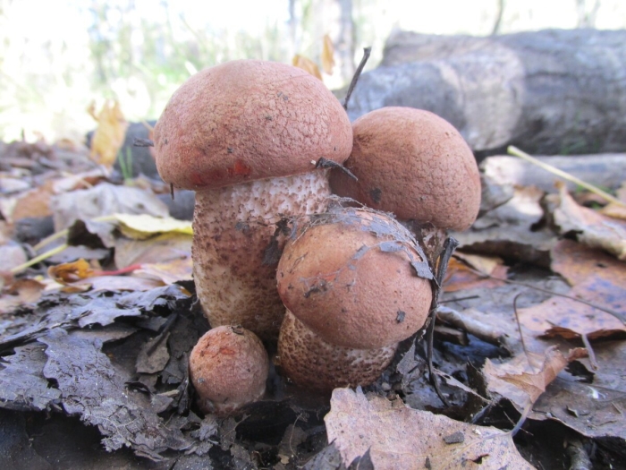 Подосиновик красноголовик