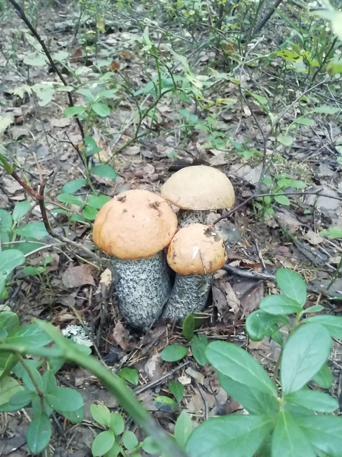 Подосиновики и подберезовики