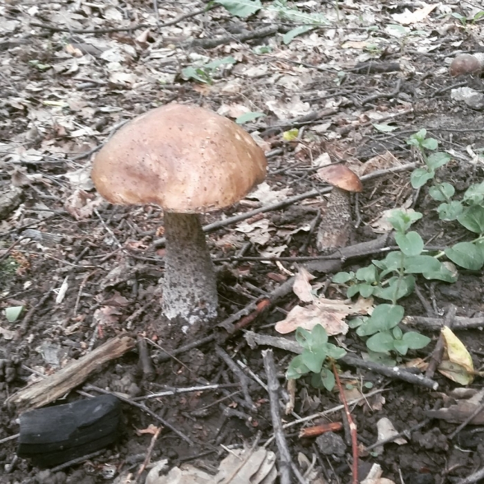 Гриб подберезовик