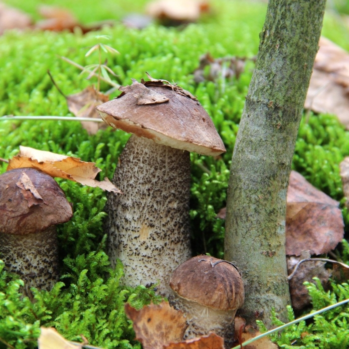 Гриб подберезовик