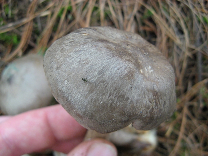 Серушка съедобные грибы