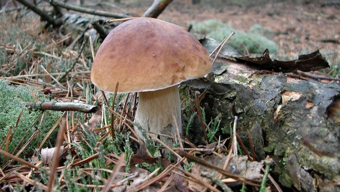 Грибы в лесу