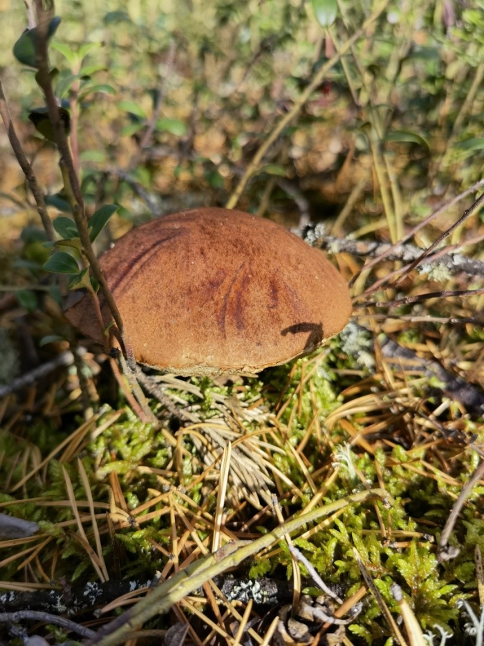 Гриб подосиновик