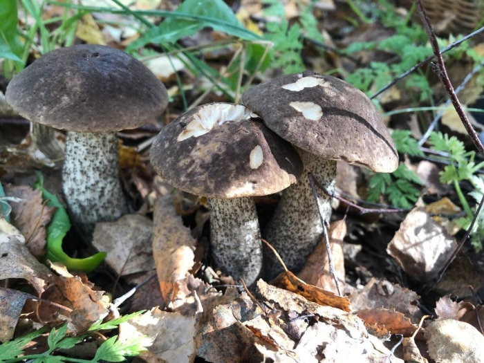 Грибы в ярославской области