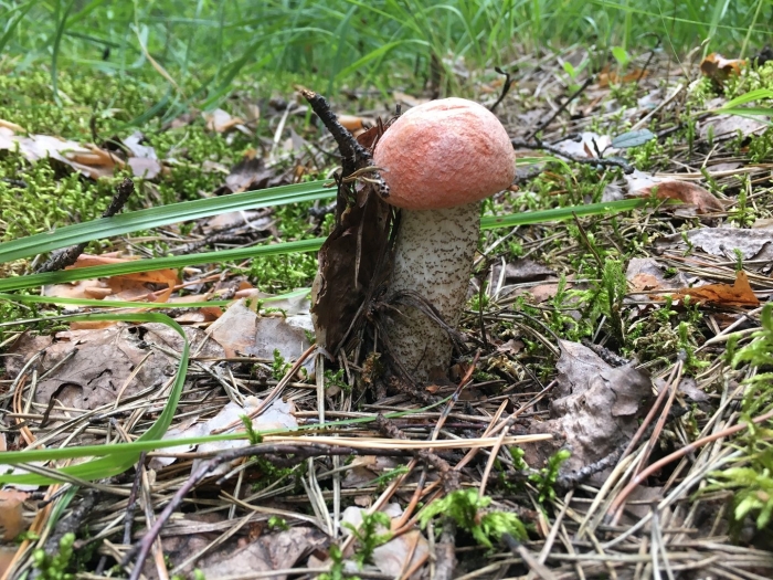 Гриб красноголовик ложный