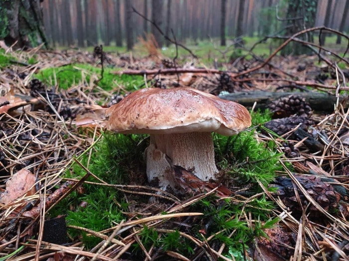 Грибы в курской области