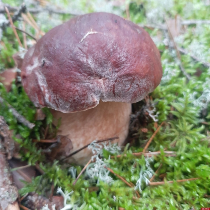 Боровики в карелии