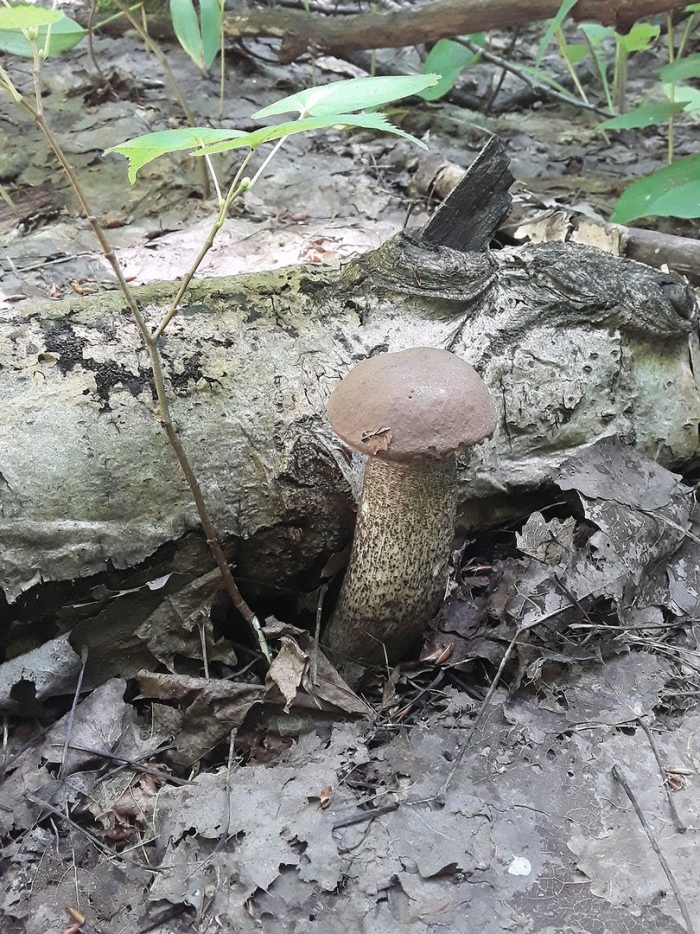 Подберезовик обыкновенный