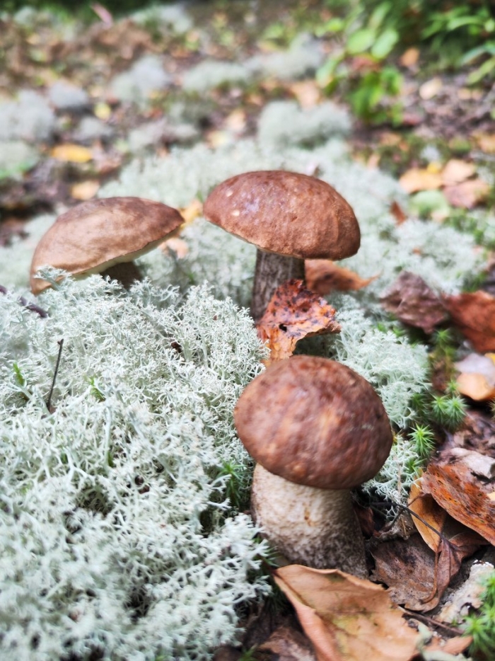 Грибы вологодской области