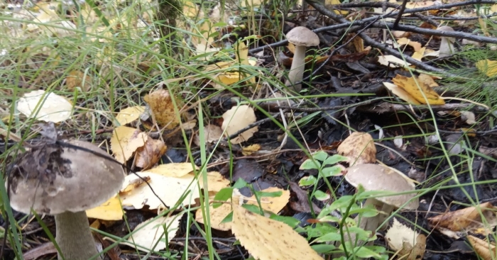 Подберезовик белый болотный