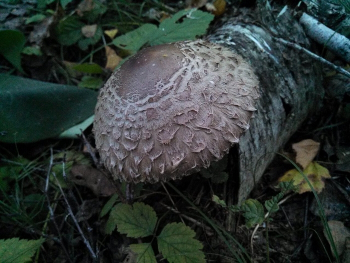 Гриб зонтик краснеющий chlorophyllum rhacodes