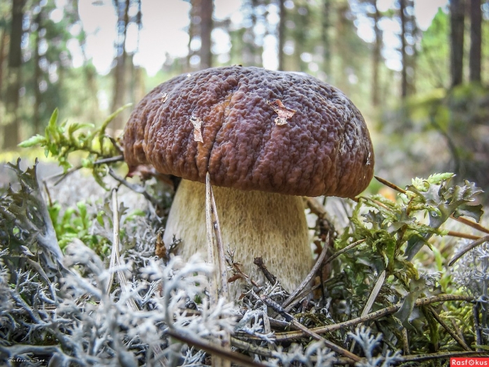 Сосновый белый гриб боровик