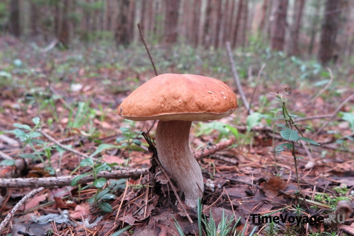 Грибы подмосковья