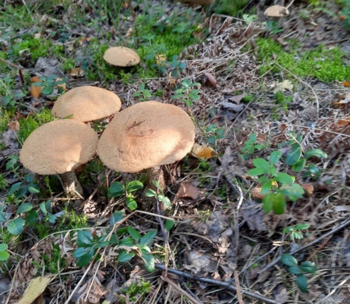 Ольховик гриб