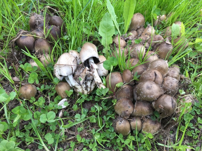Coprinopsis atramentaria