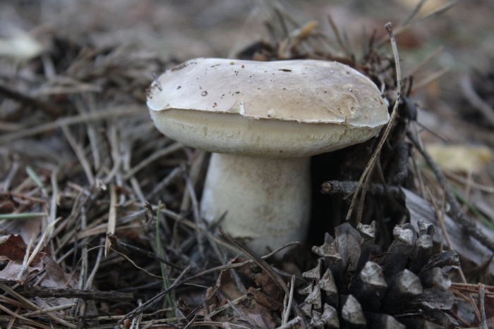 Грибы урала