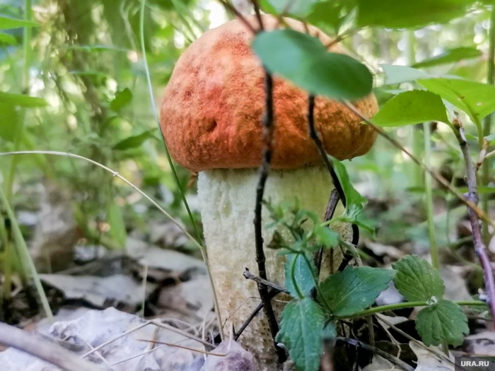 Подосиновик гриб