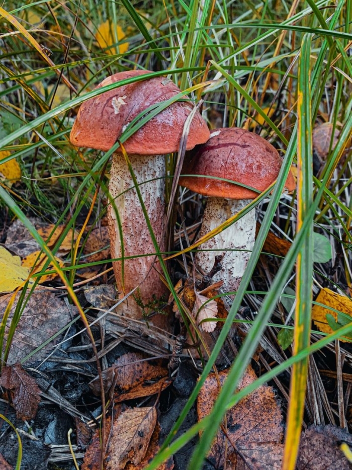 Подосиновик красный гриб