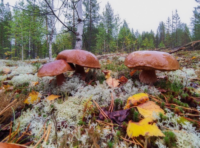 Грибы в сосновом бору