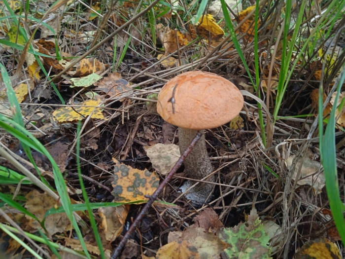 Грибники владимирской области