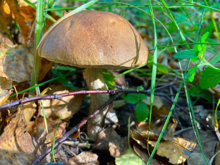 Дальневосточный обабок