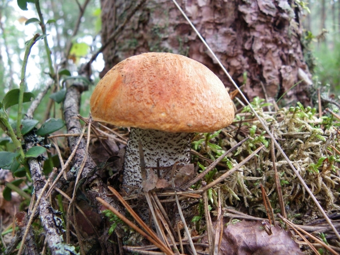 Подосиновик обыкновенный