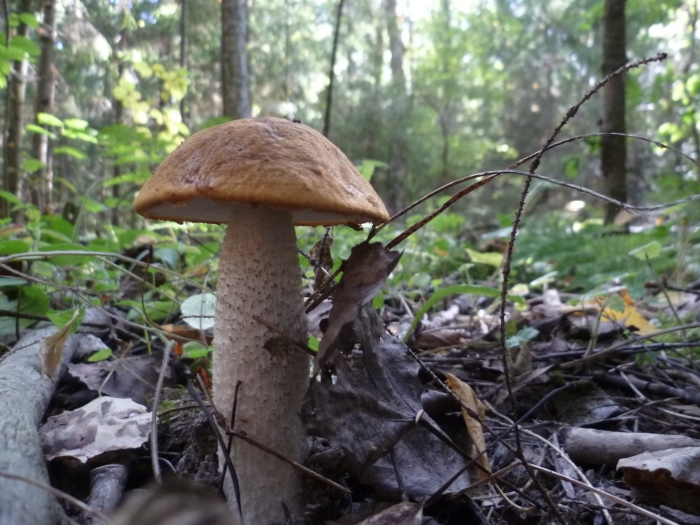 Обабок дальневосточный гриб